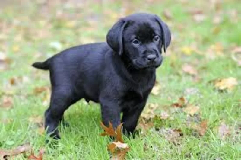 я даю маленькие щенков очень любезный и восхитительный черный и каштан