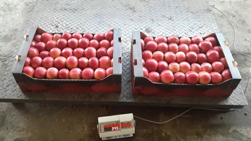 продаю яблоки из Молдавии 2