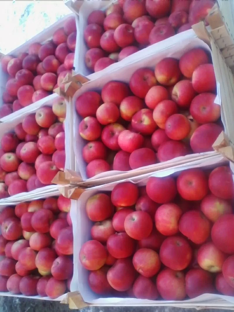 продаю яблоки из Молдавии 3