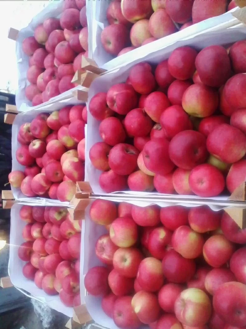 продаю яблоки из Молдавии 4