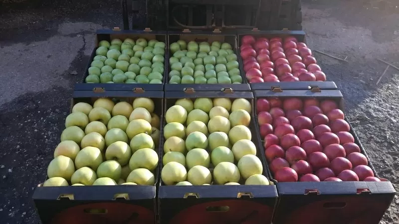 продаю яблоки из Молдавии 5