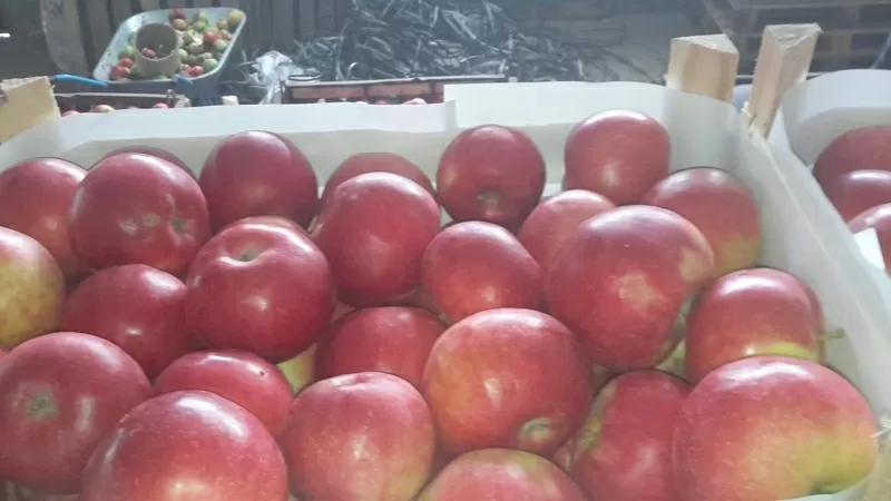 продаю яблоки из Молдавии 6