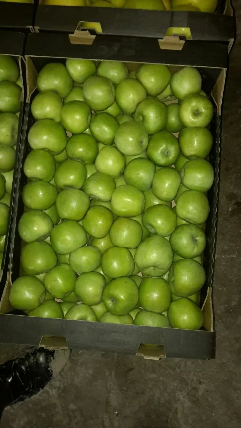 продаю яблоки из Молдавии 8