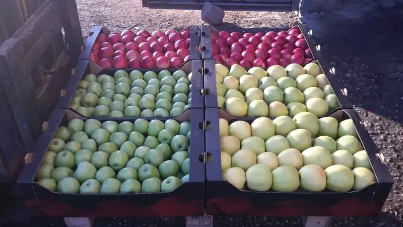 продаю яблоки из Молдавии